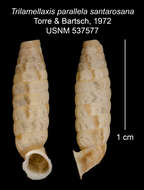 <i>Trilamellaxis parallela santarosana</i> Torre & Bartsch resmi