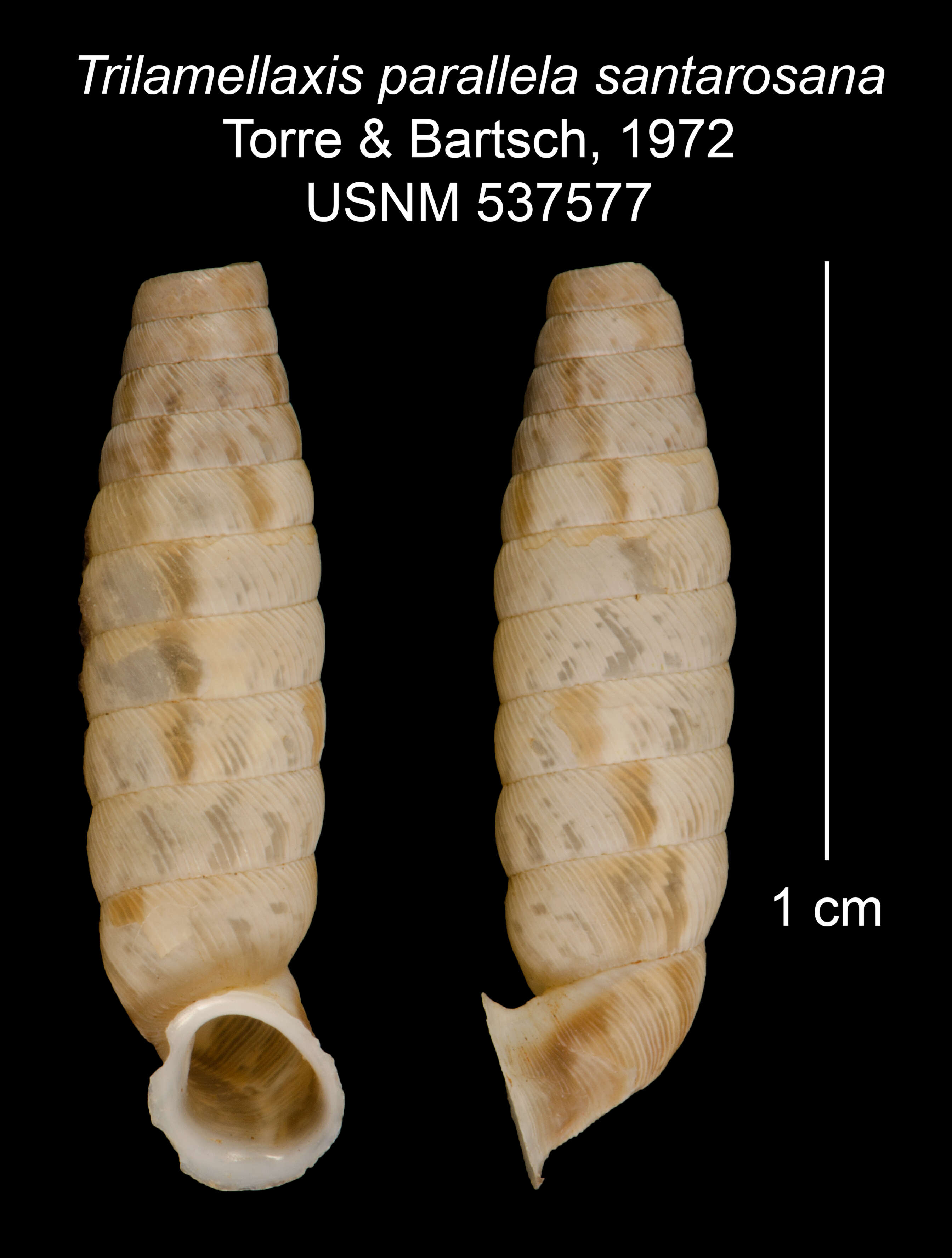 Imagem de <i>Trilamellaxis parallela santarosana</i> Torre & Bartsch