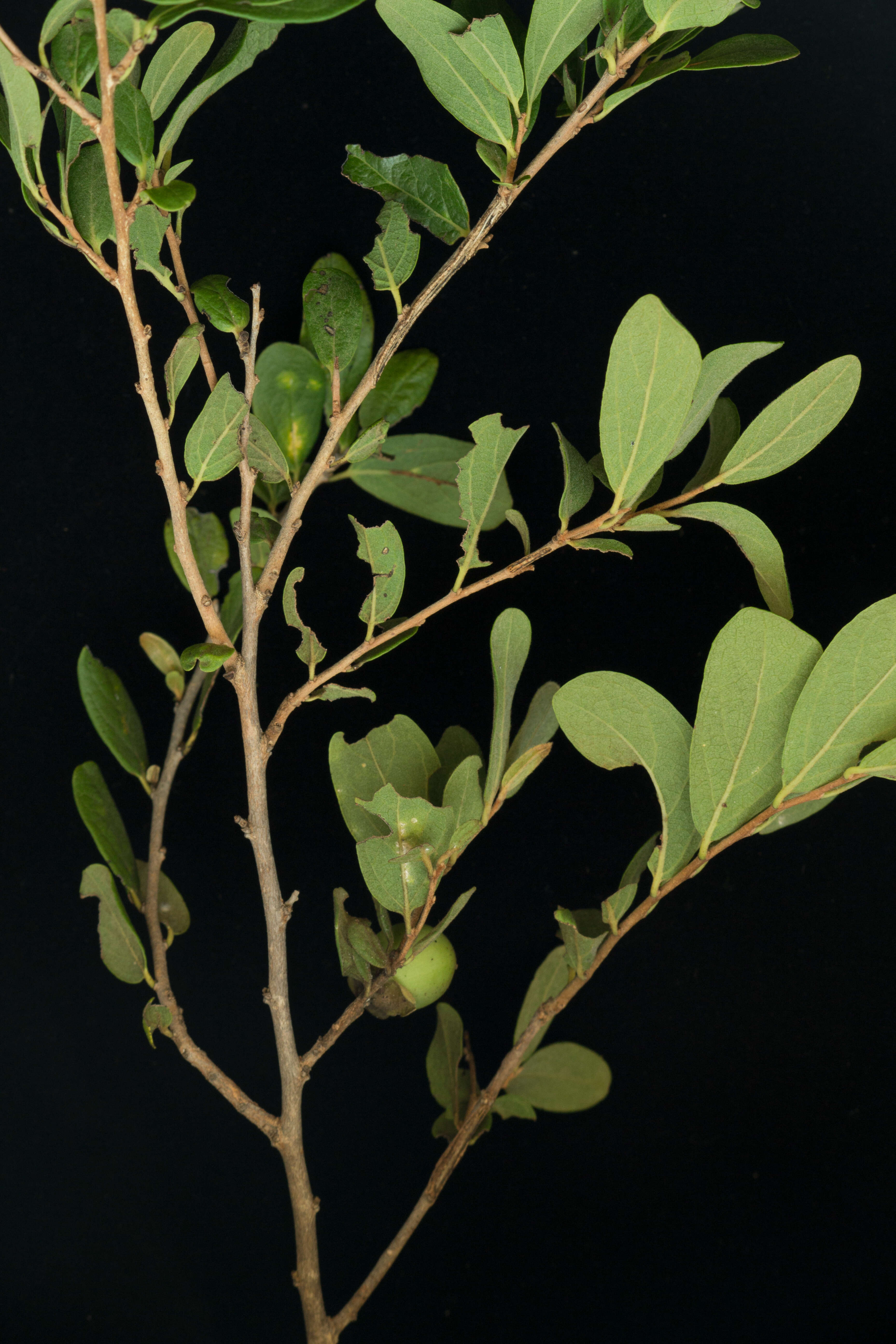 Image of Diospyros aequoris subsp. tehuantepecensis Provance, I. García & A. C. Sanders
