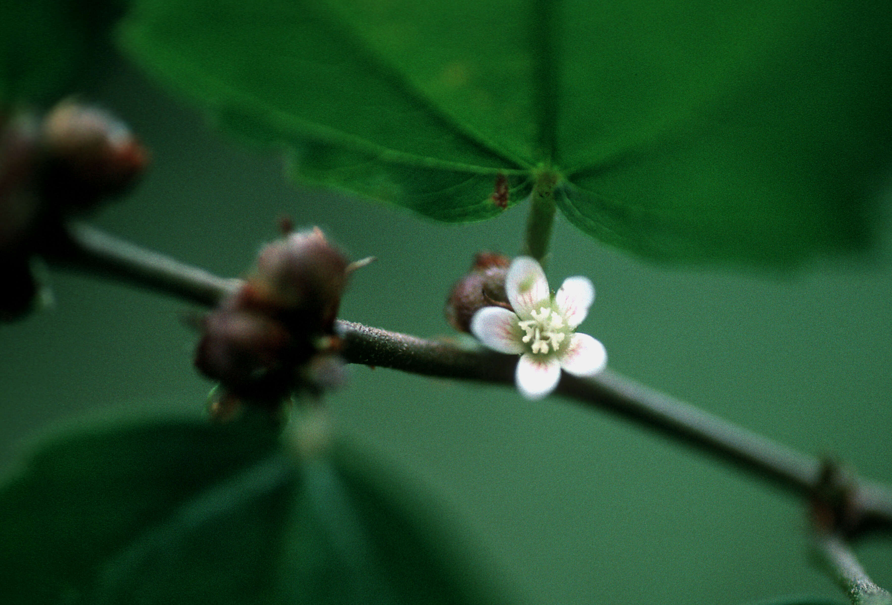 Image of bretonica prieta