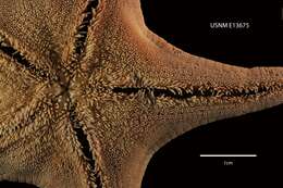 Image of Acodontaster elongatus elongatus (Sladen 1889)