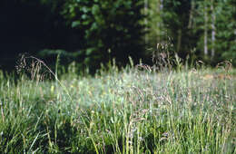Image of marsh bluegrass