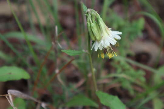 Image of nodding rattlesnakeroot