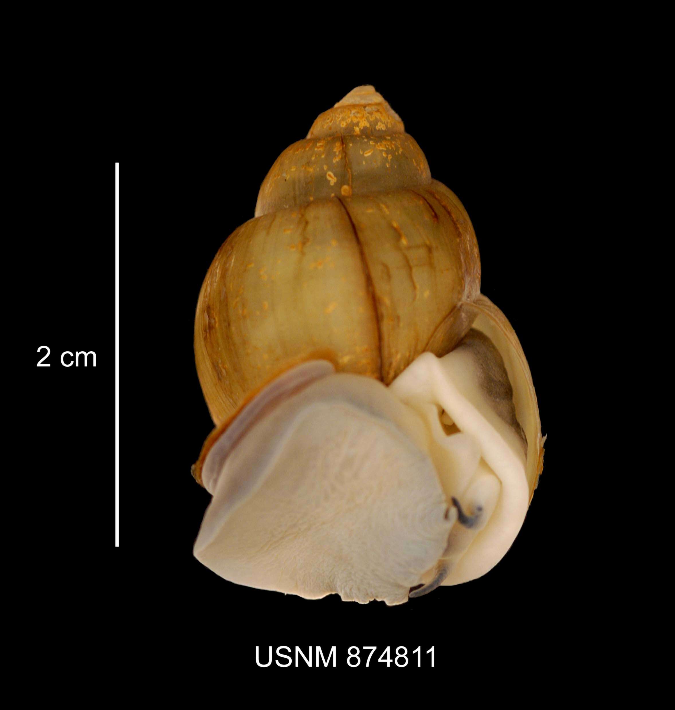 Image of Campeloma Rafinesque 1819