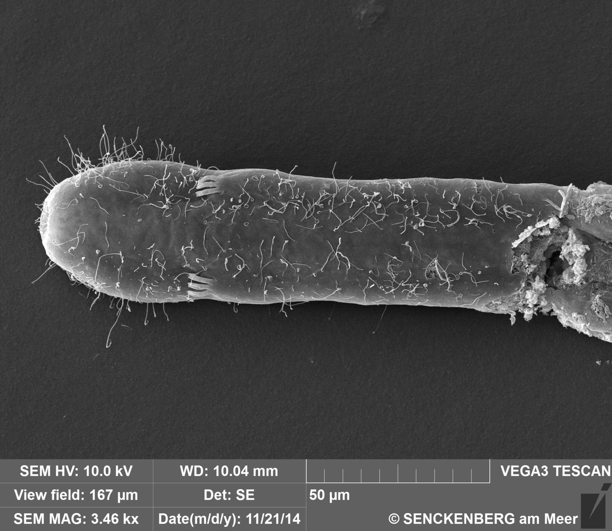 Image of Cephalodasys interinsularis Kieneke, Schmidt-Rhaesa & Hochberg 2015