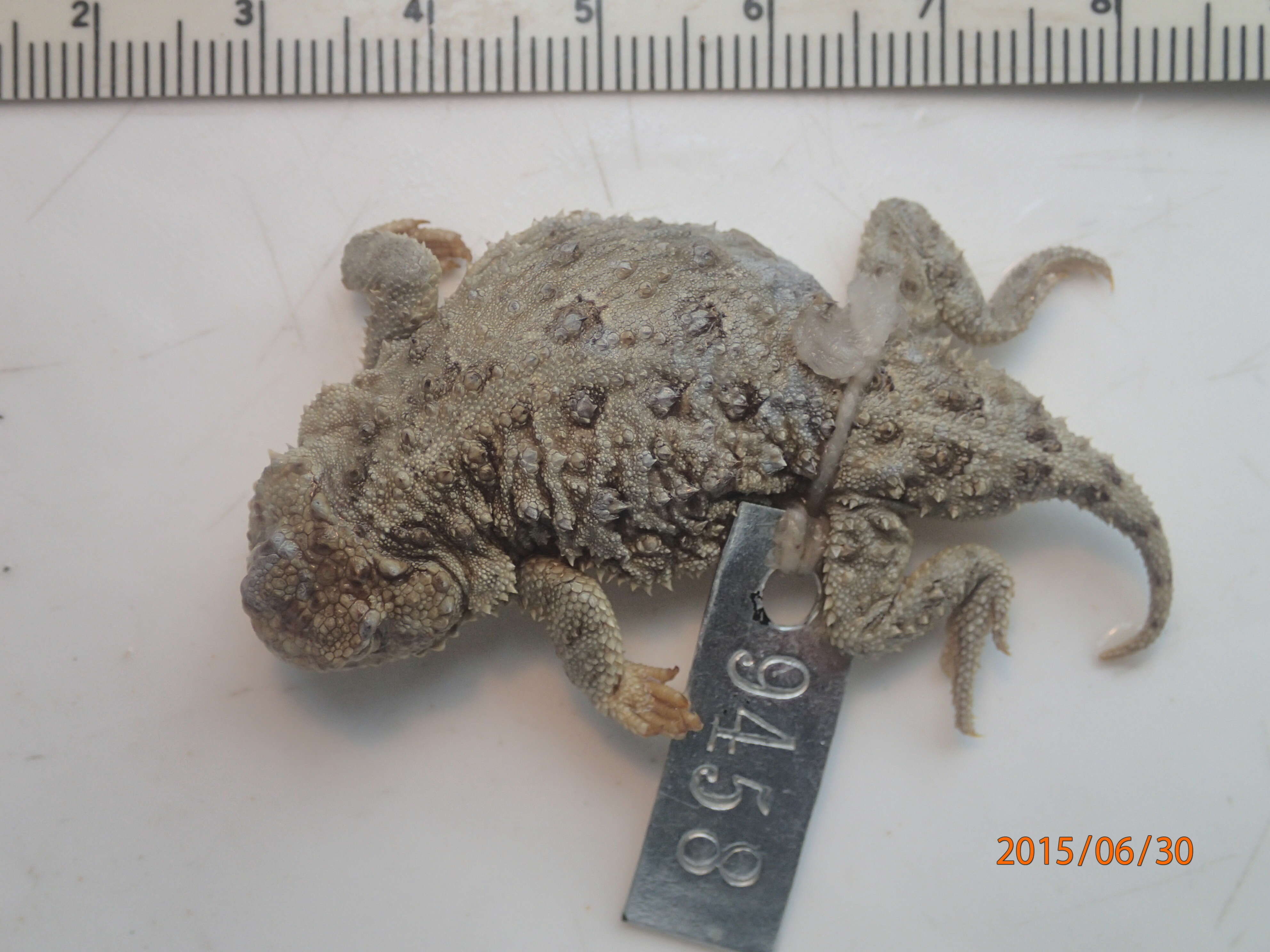 Image of Greater Short-horned Lizard