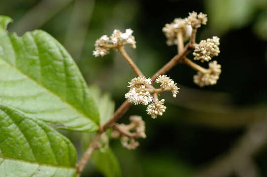 Imagem de Dichapetalum rugosum (Vahl) Prance