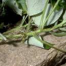 Image of Pipturus henryanus Forest Brown