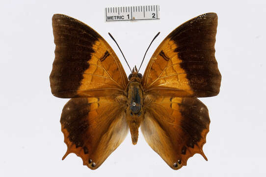 Charaxes psaphon Westwood 1848的圖片