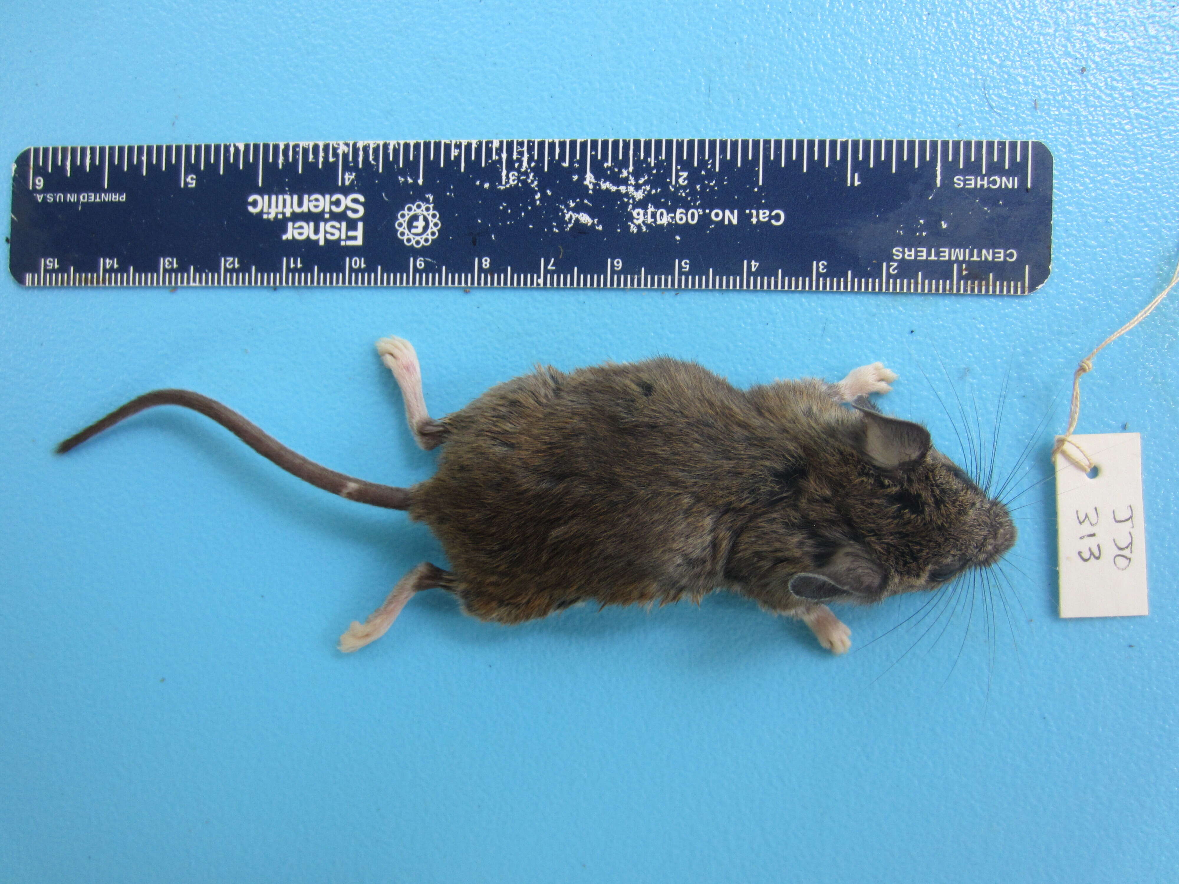 Image of White-footed Deermouse