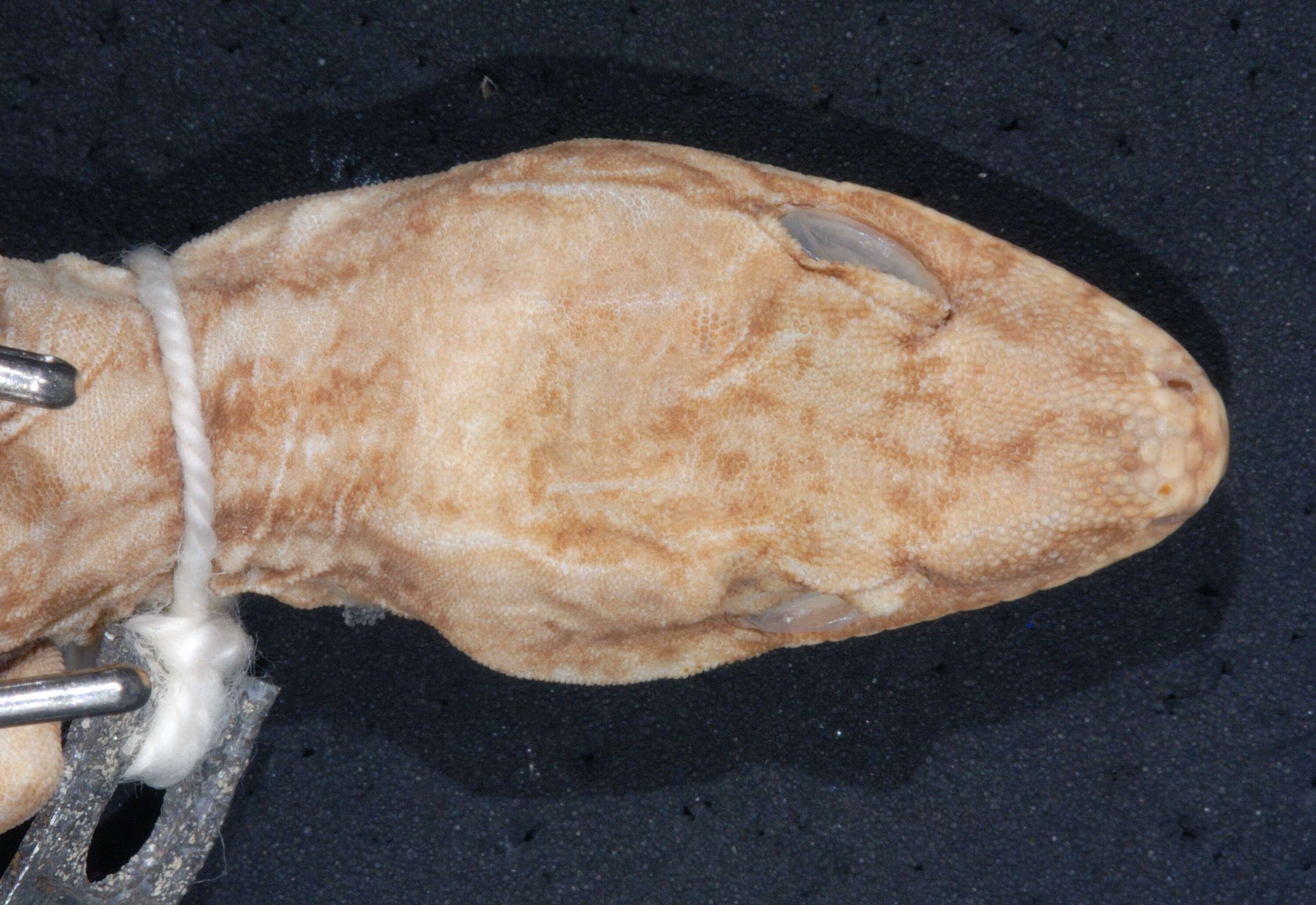 Image of Dactylocnemis