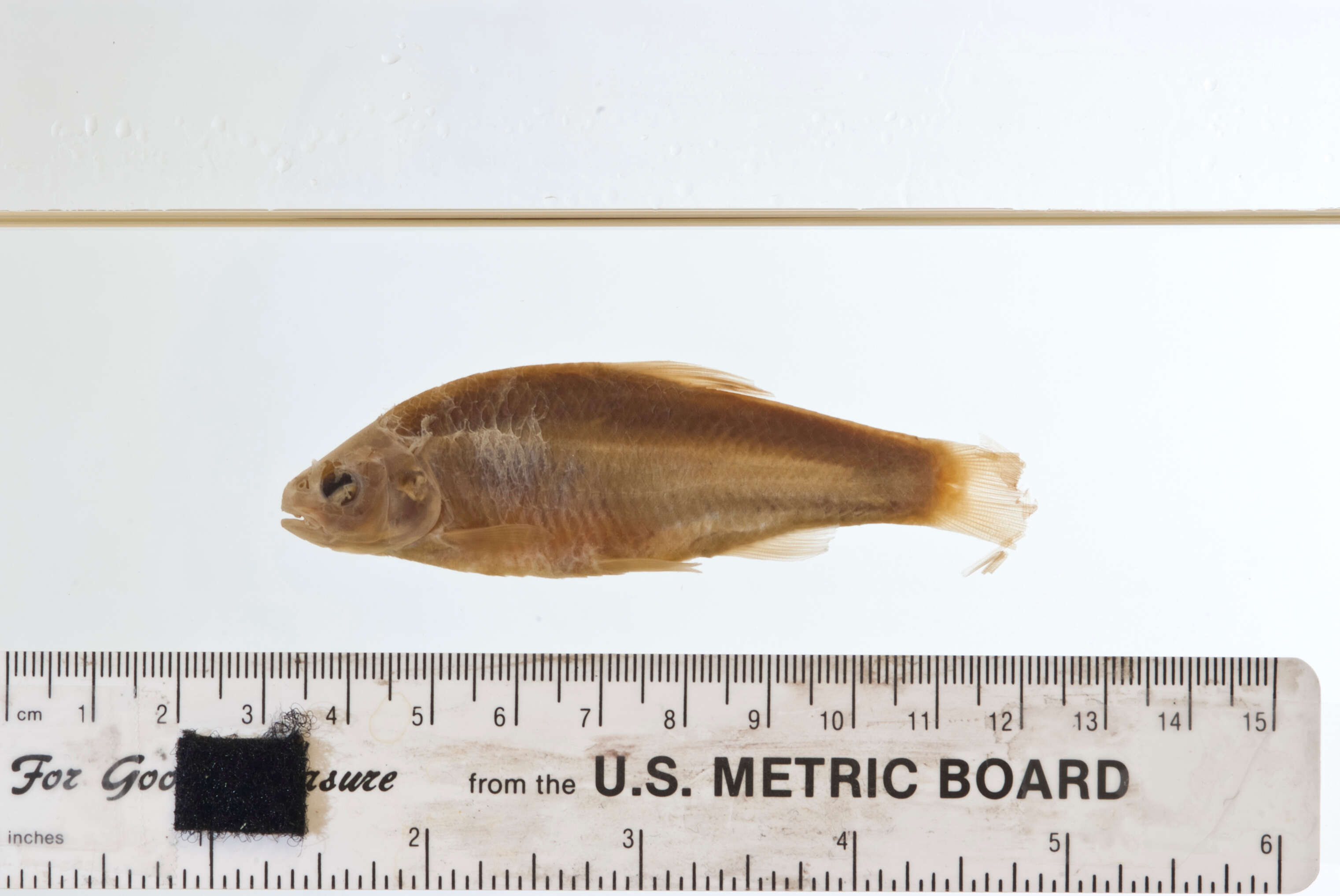 Image of Bluntface shiner