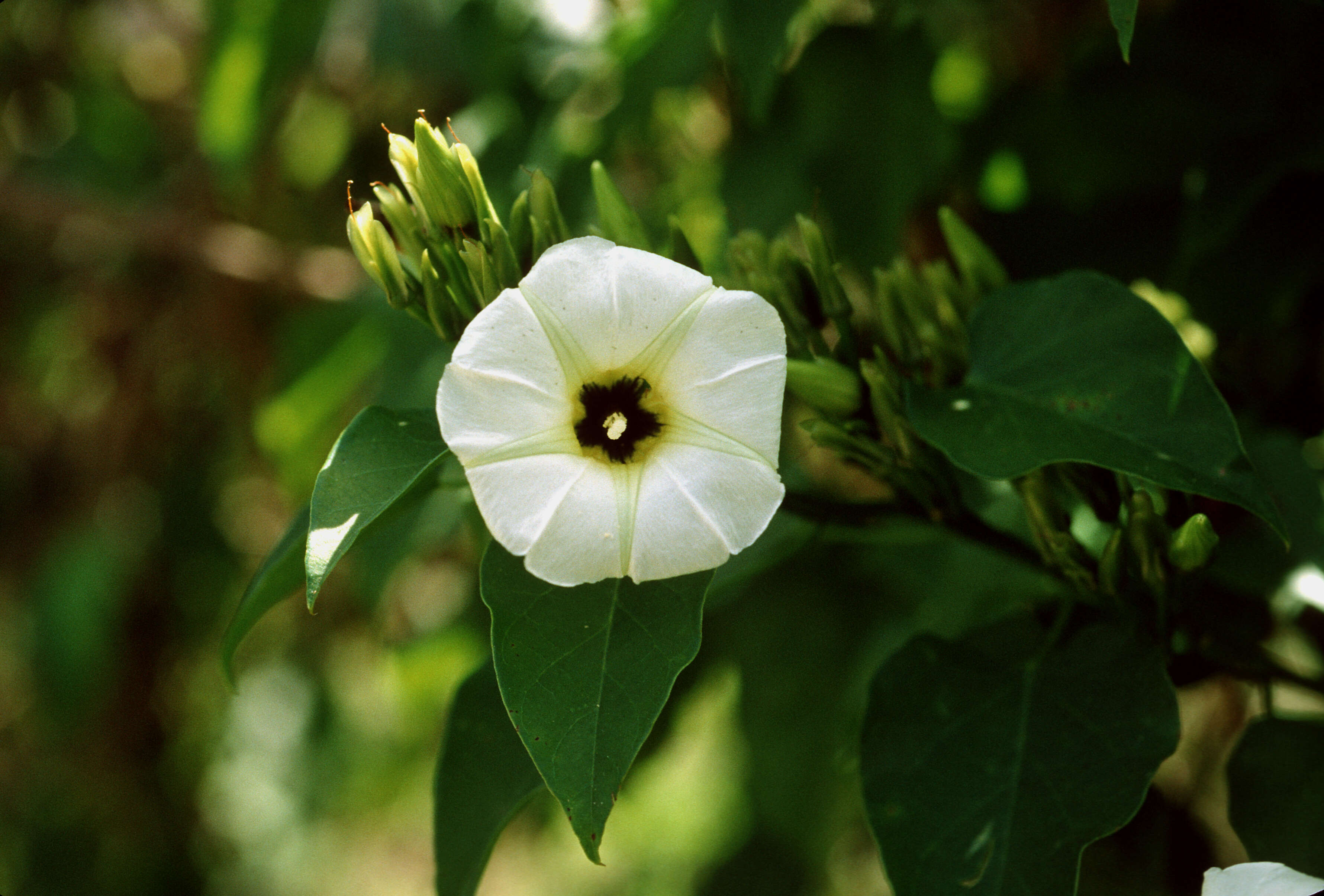 Image of Christmas vine