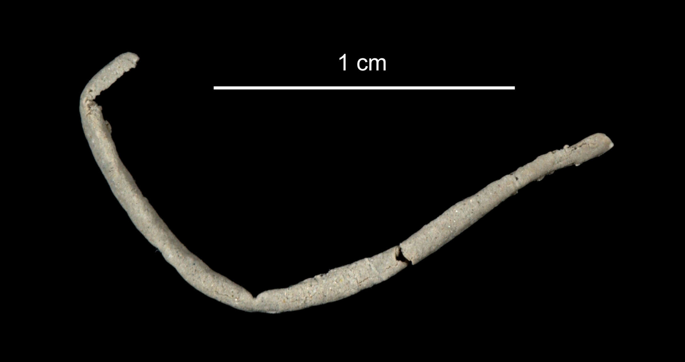 Image of Eusamythella sexdentata (Hartman 1967)