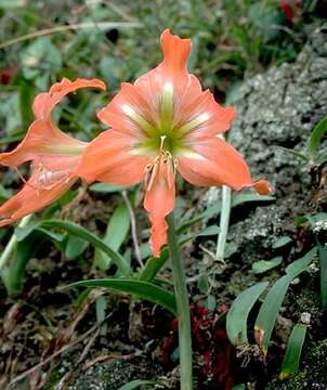 Image of striped Barbados lily