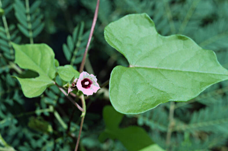 Plancia ëd Ipomoea triloba L.