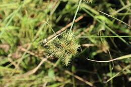 Image of Hairy Umbrella Sedge