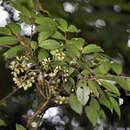 Imagem de Begonia fruticosa (Klotzsch) A. DC.