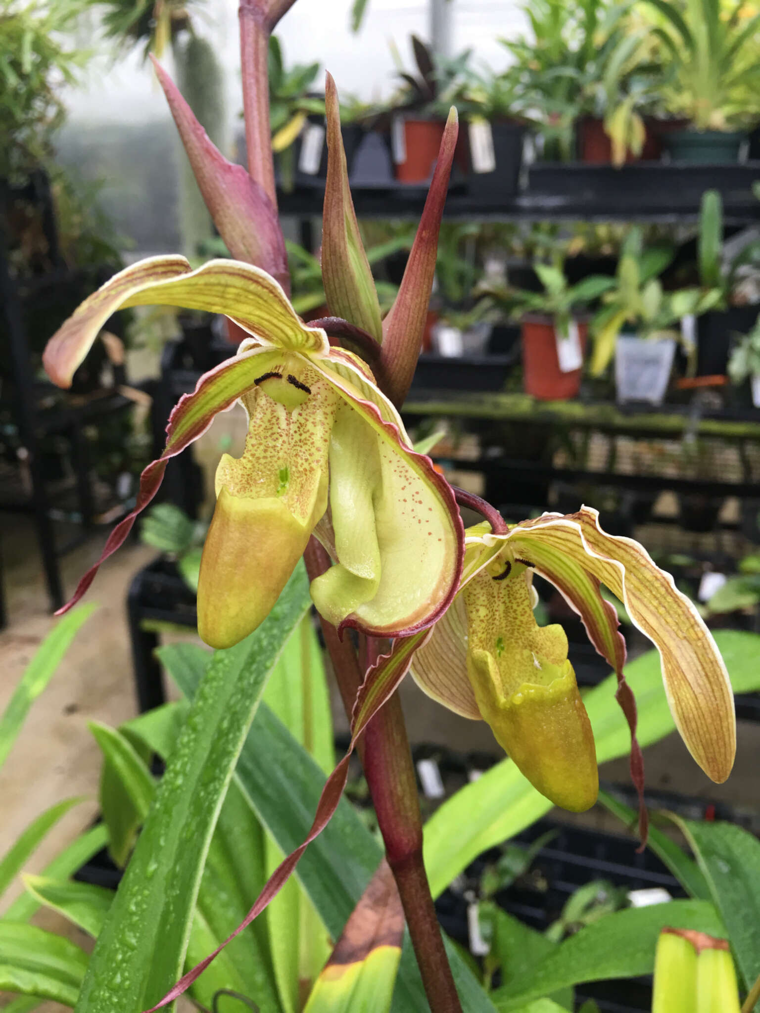 Image of Long-Leaf Phragmipedium