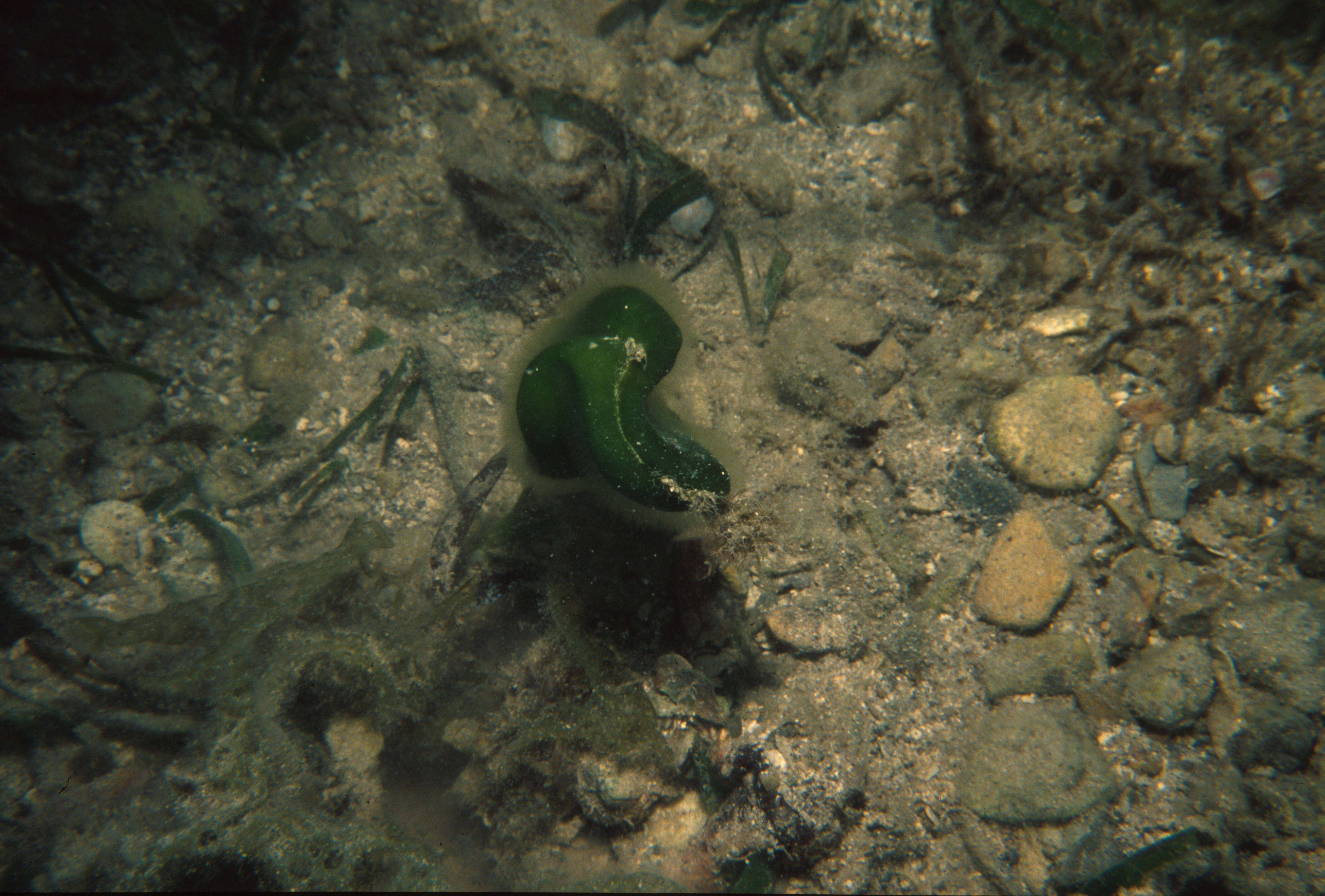 Image of Codium adhaerens