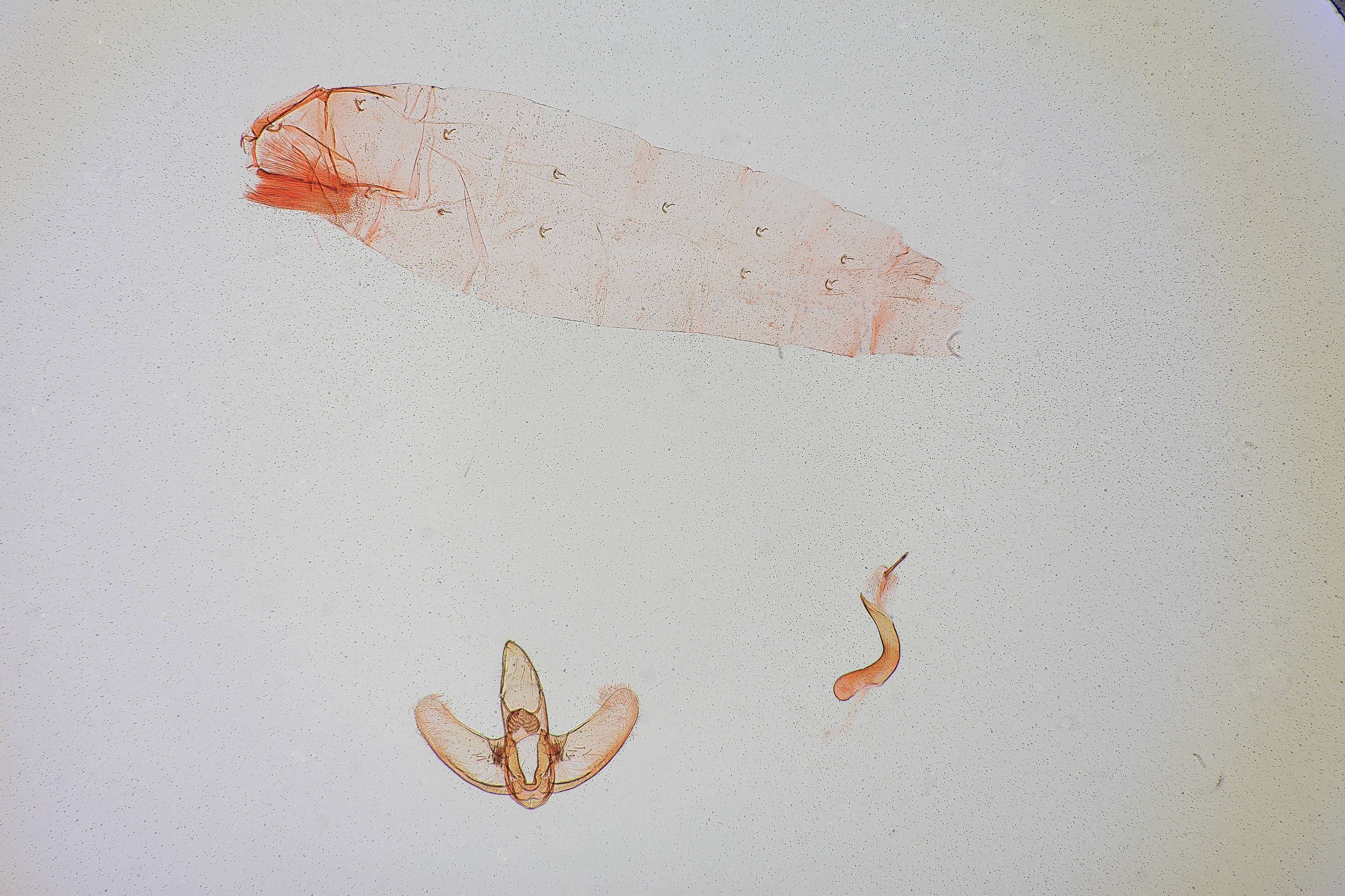 Image of Doina eremnogramma Clarke 1978