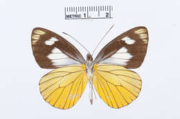 Image of Leptophobia caesia (Lucas 1852)