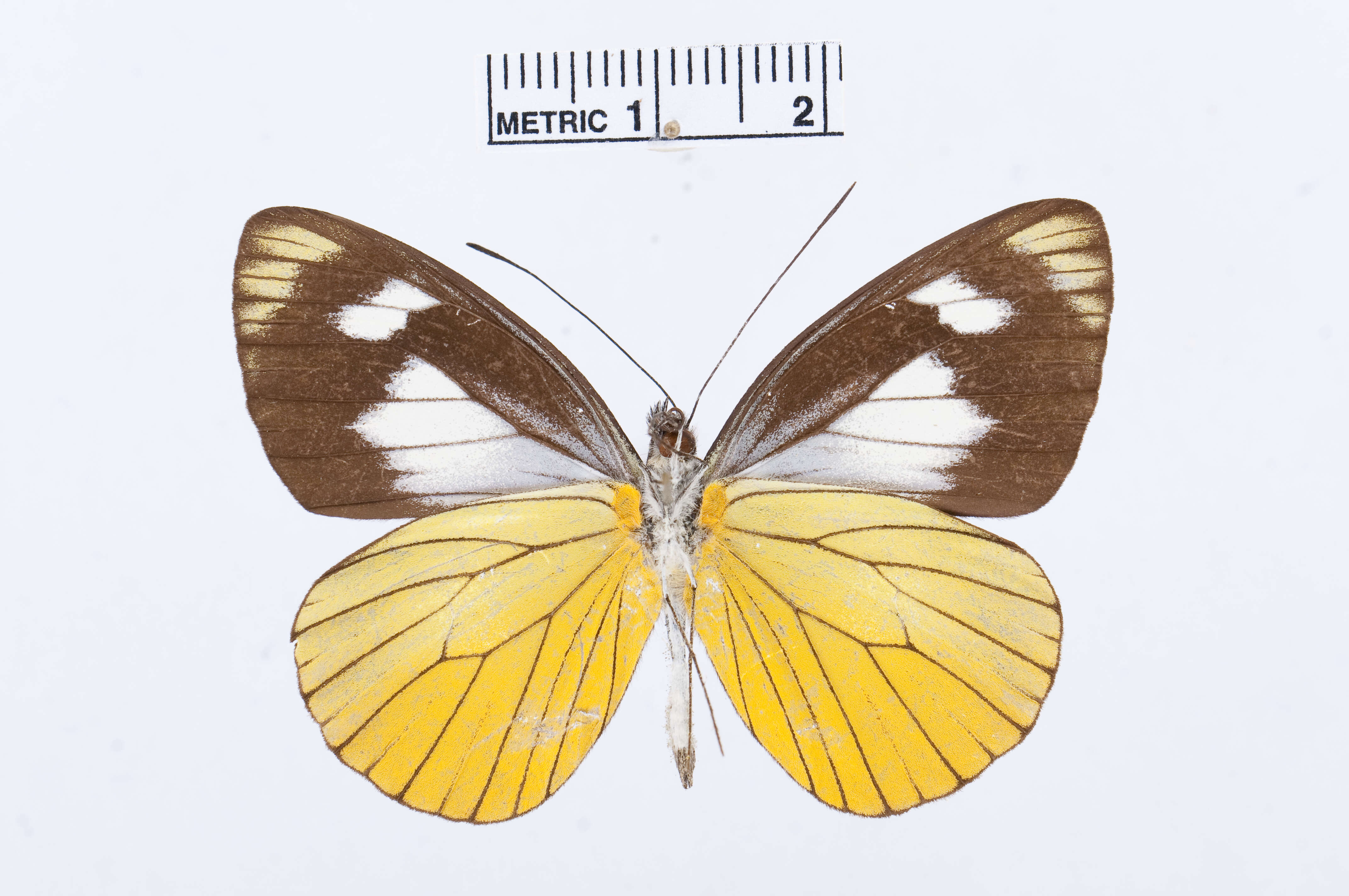 Image of Leptophobia caesia (Lucas 1852)