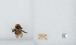 Image de Bombus insularis (Smith 1861)