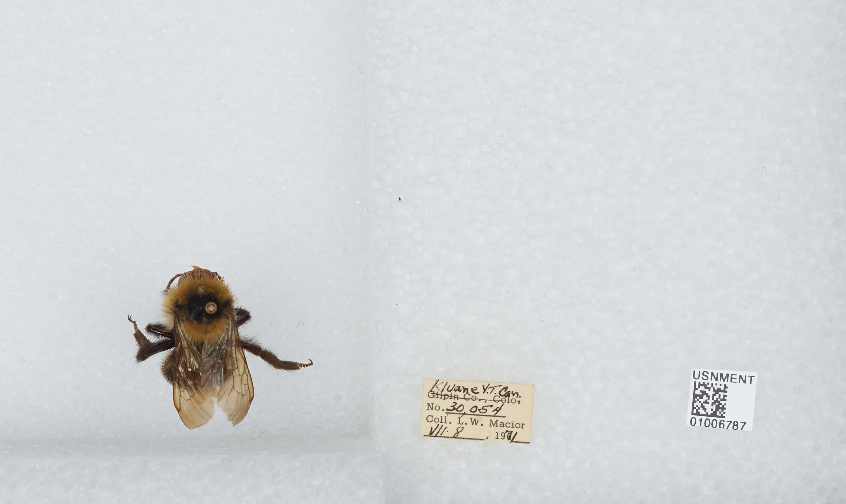 Image de Bombus insularis (Smith 1861)