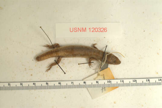 Image of Deignan Tree Skink