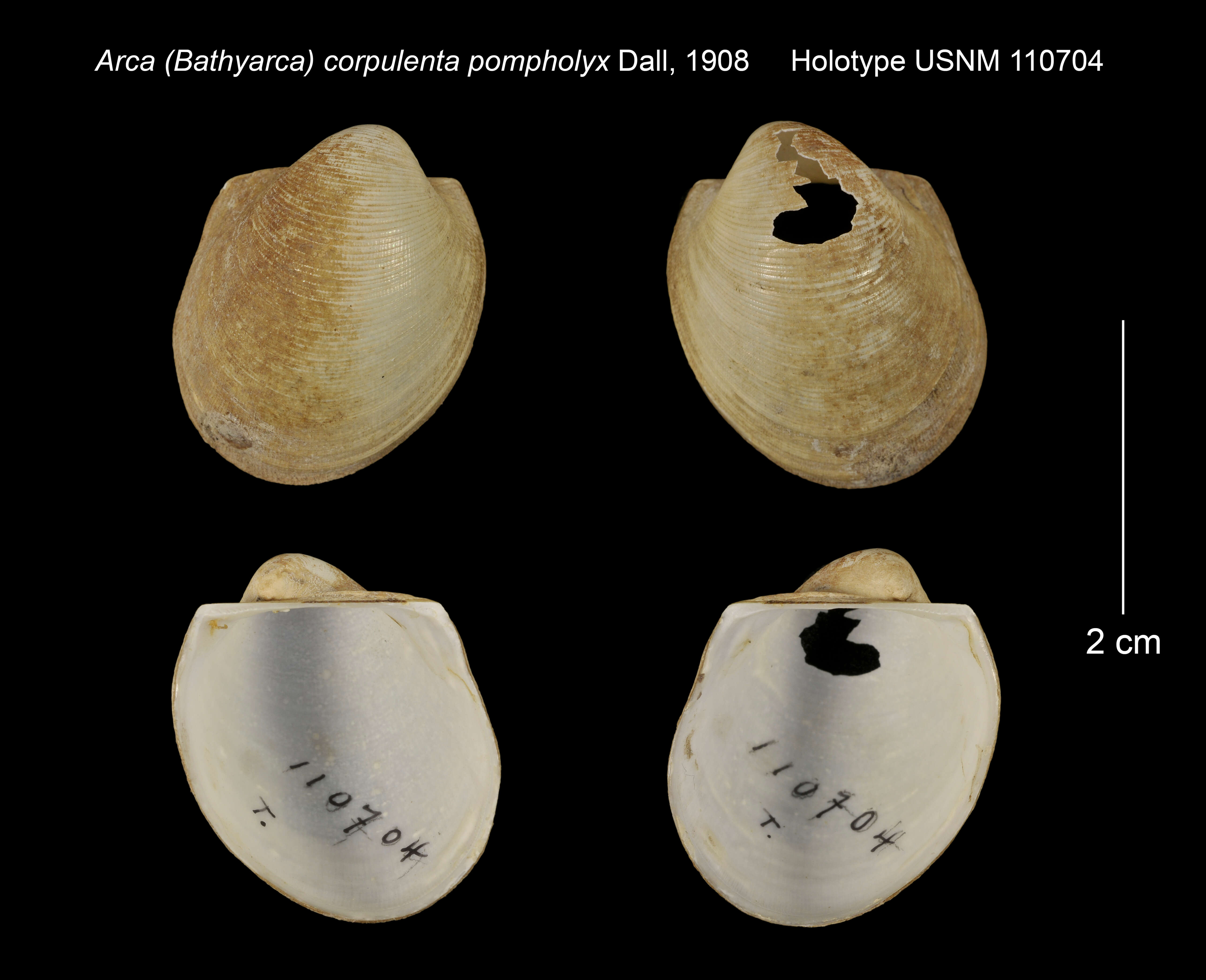 Image of Bathyarca corpulenta (E. A. Smith 1885)