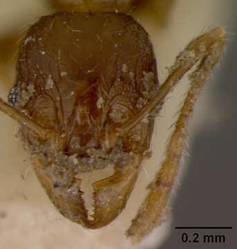 Image of Pheidole knowlesi Mann 1921