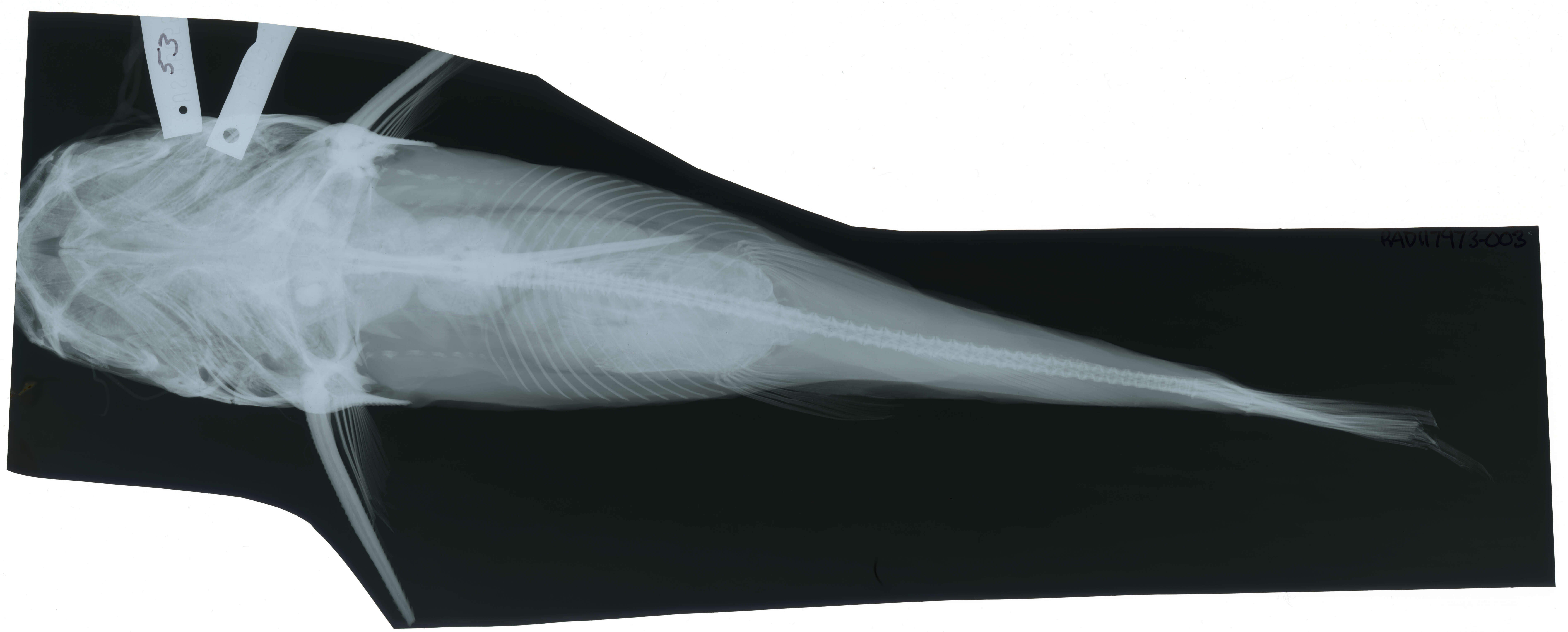 Image of Hexanematichthys sagor (Hamilton 1822)