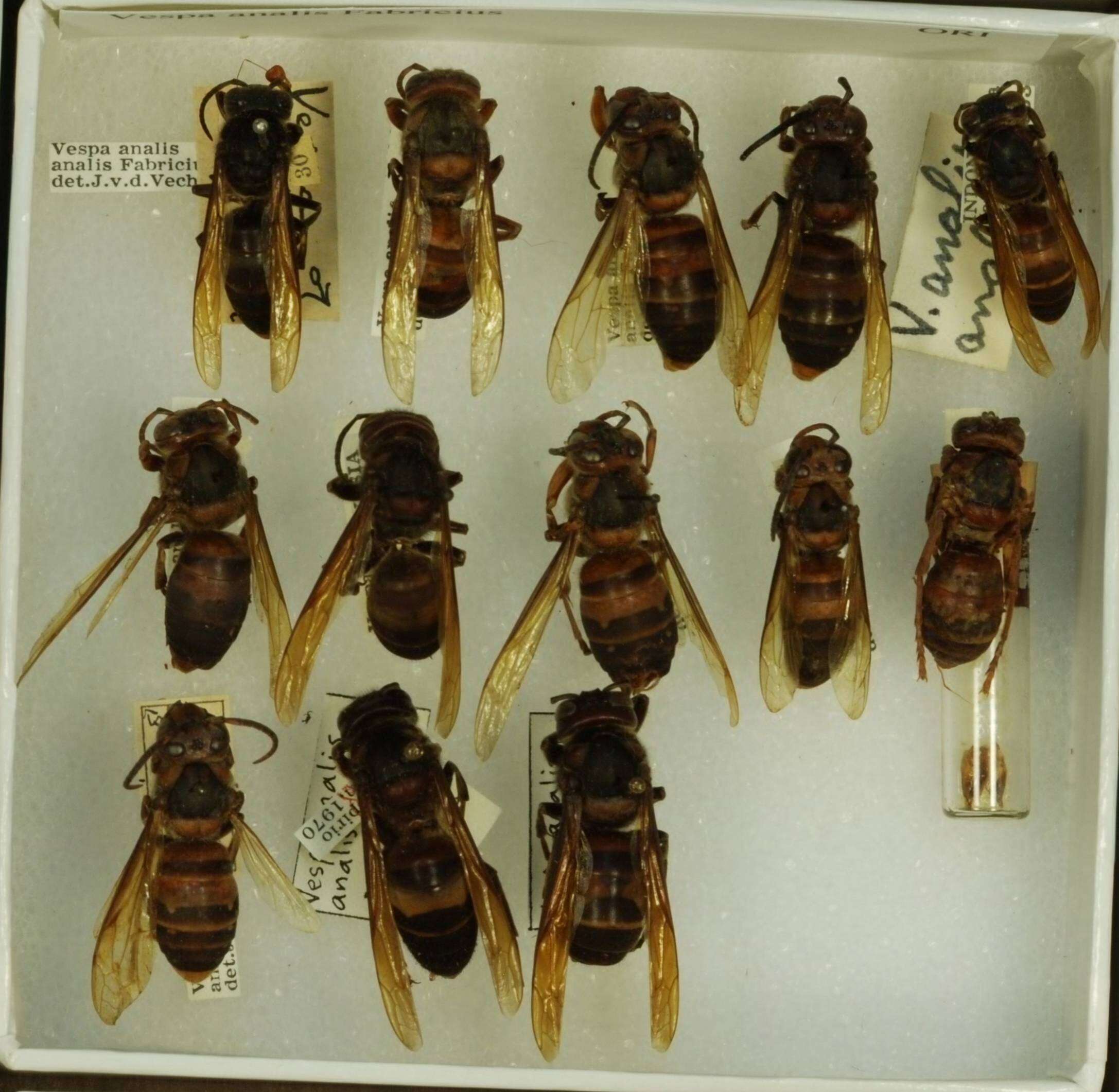 Image of Polistes testaceicolor Bequard 1937