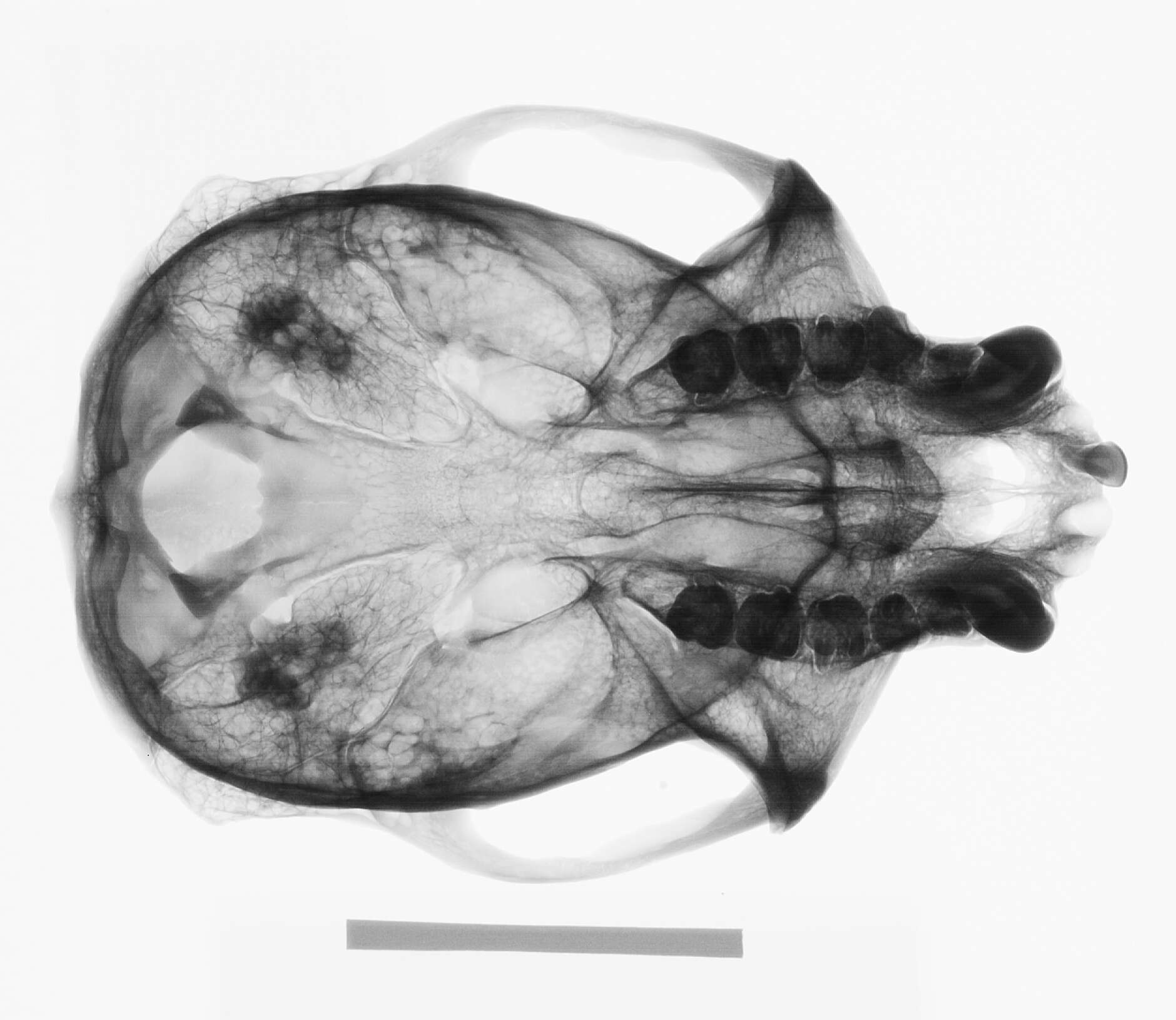 Image of Colobus guereza kikuyuensis Lönnberg 1912