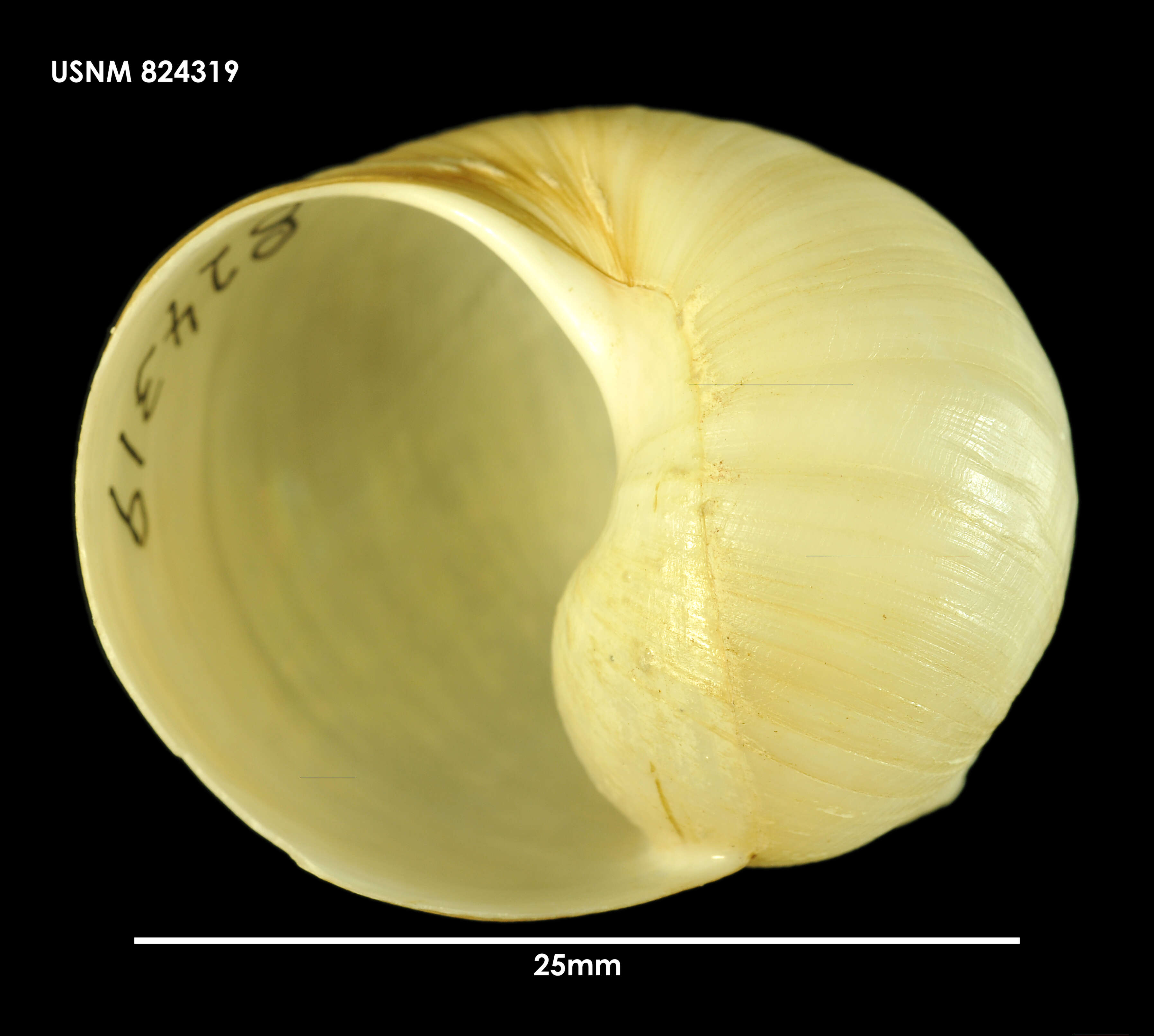 Image of Globisininae Powell 1933