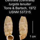 Plancia ëd <i>Centralia turgida tenuiter</i> Torre & Bartsch