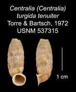 Image of <i>Centralia turgida tenuiter</i> Torre & Bartsch