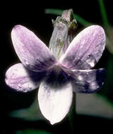 Image de Viola chamissoniana subsp. robusta (Hbd.) W. L. Wagner, Herbst & Sohmer
