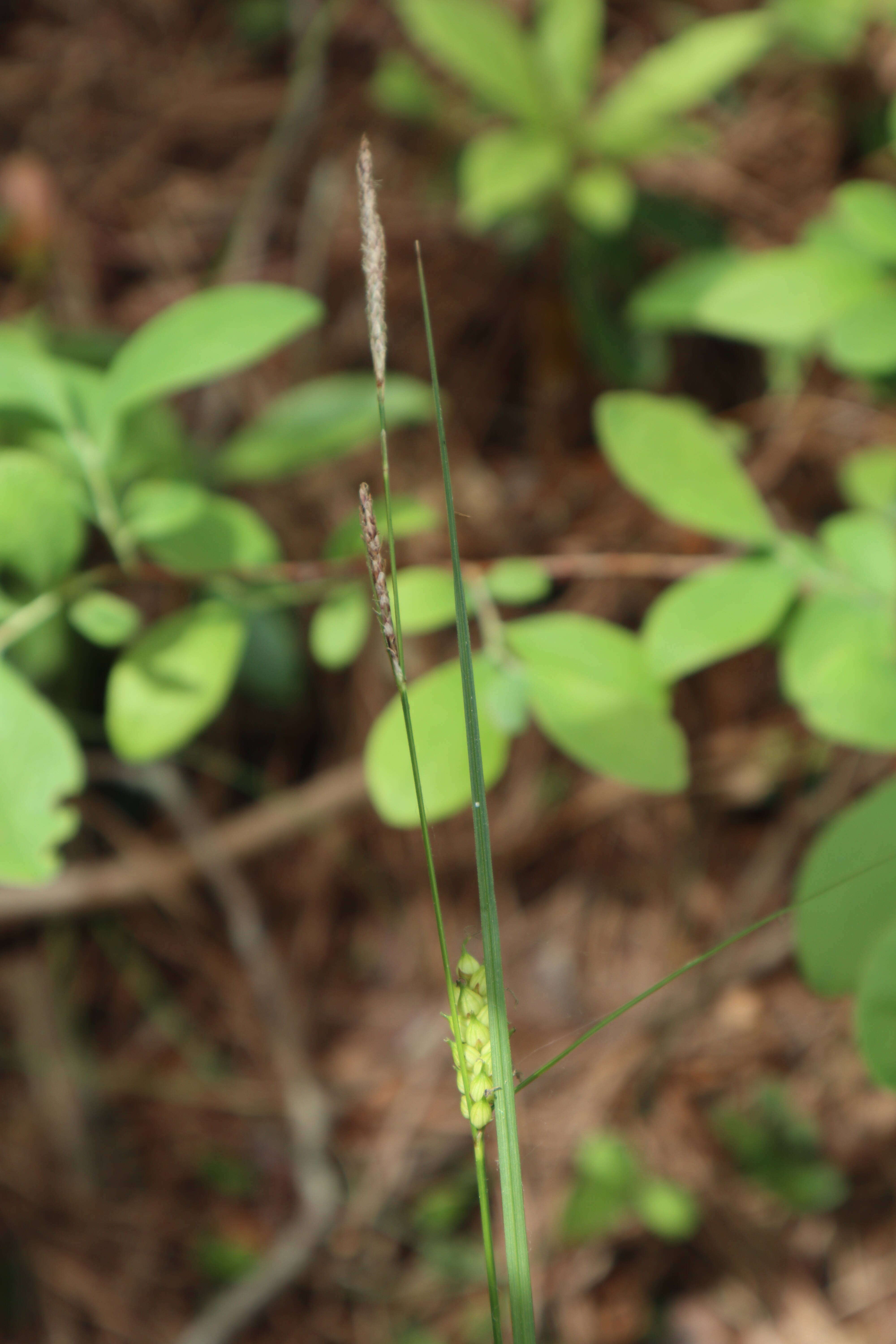 Carex striata var. striata resmi