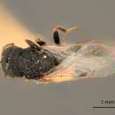 Image of Eurytoma crassa Bugbee 1967