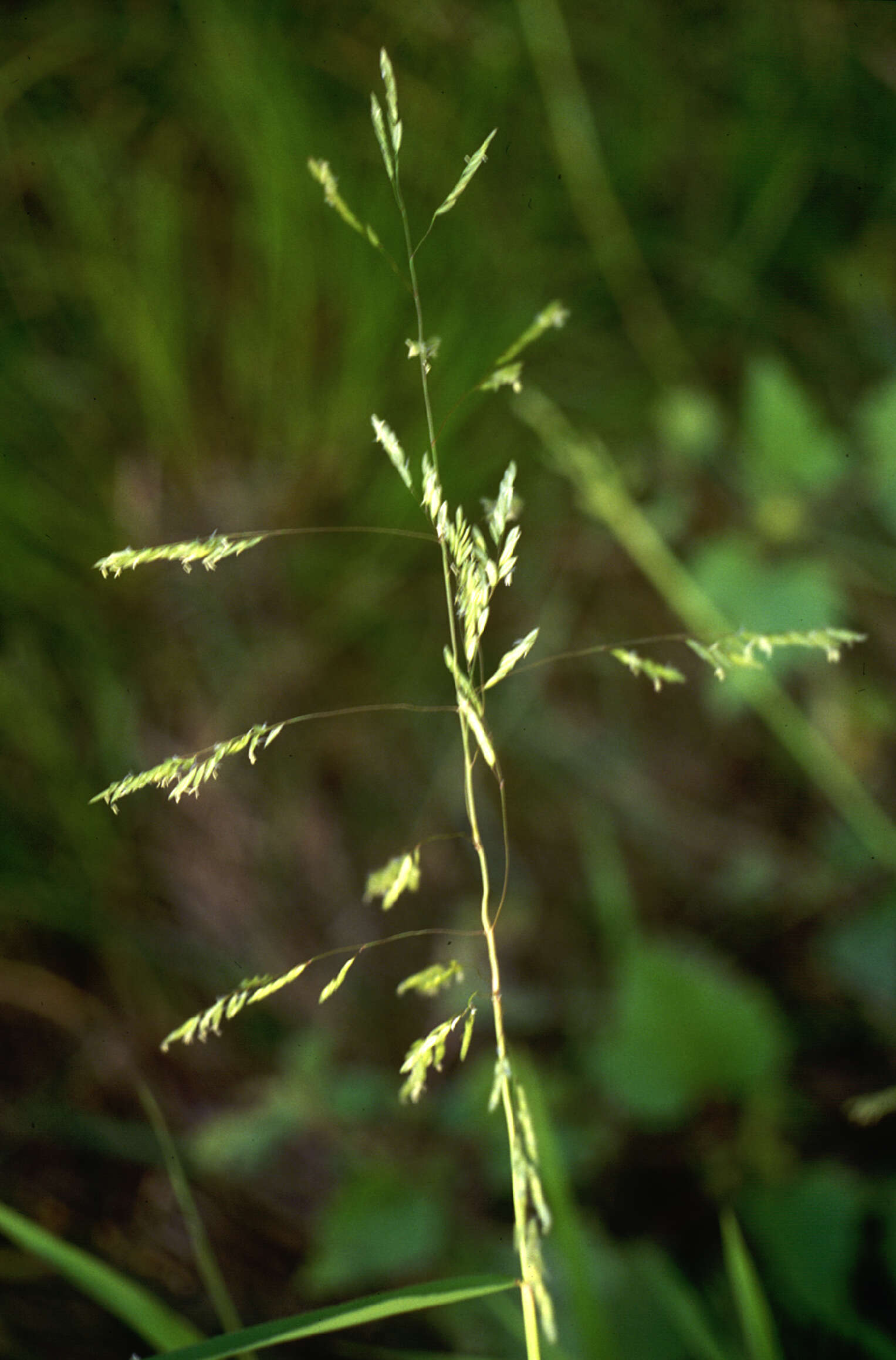 Image of Cut-grass