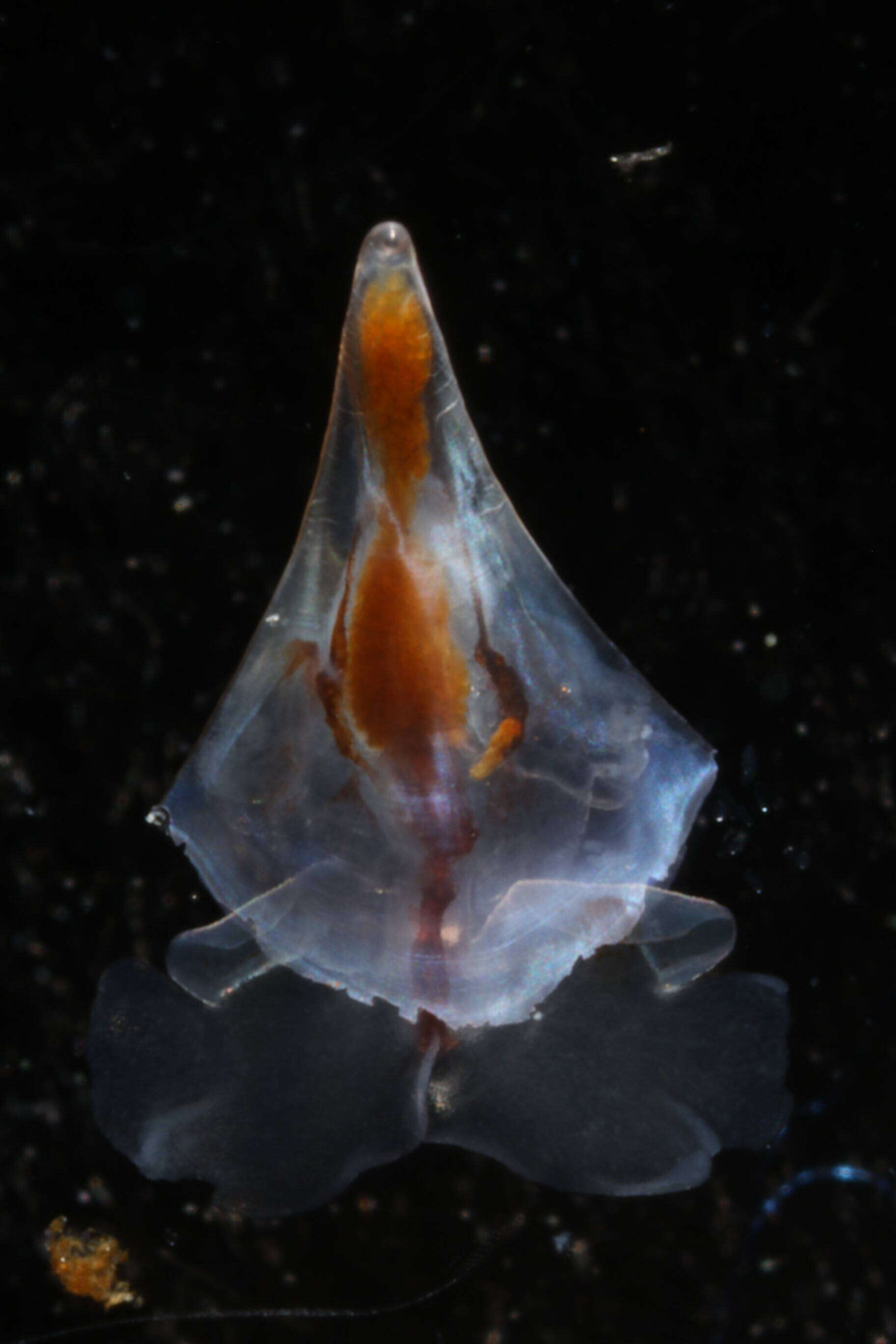 Image of Cavolinia inflexa (Lesueur 1813)