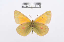 Image of Colias thisoa Ménétriès 1832