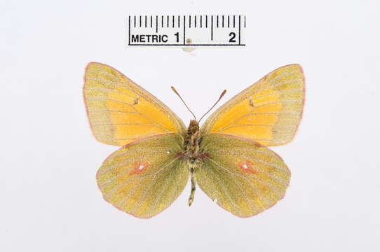 Image de Colias thisoa Ménétriès 1832