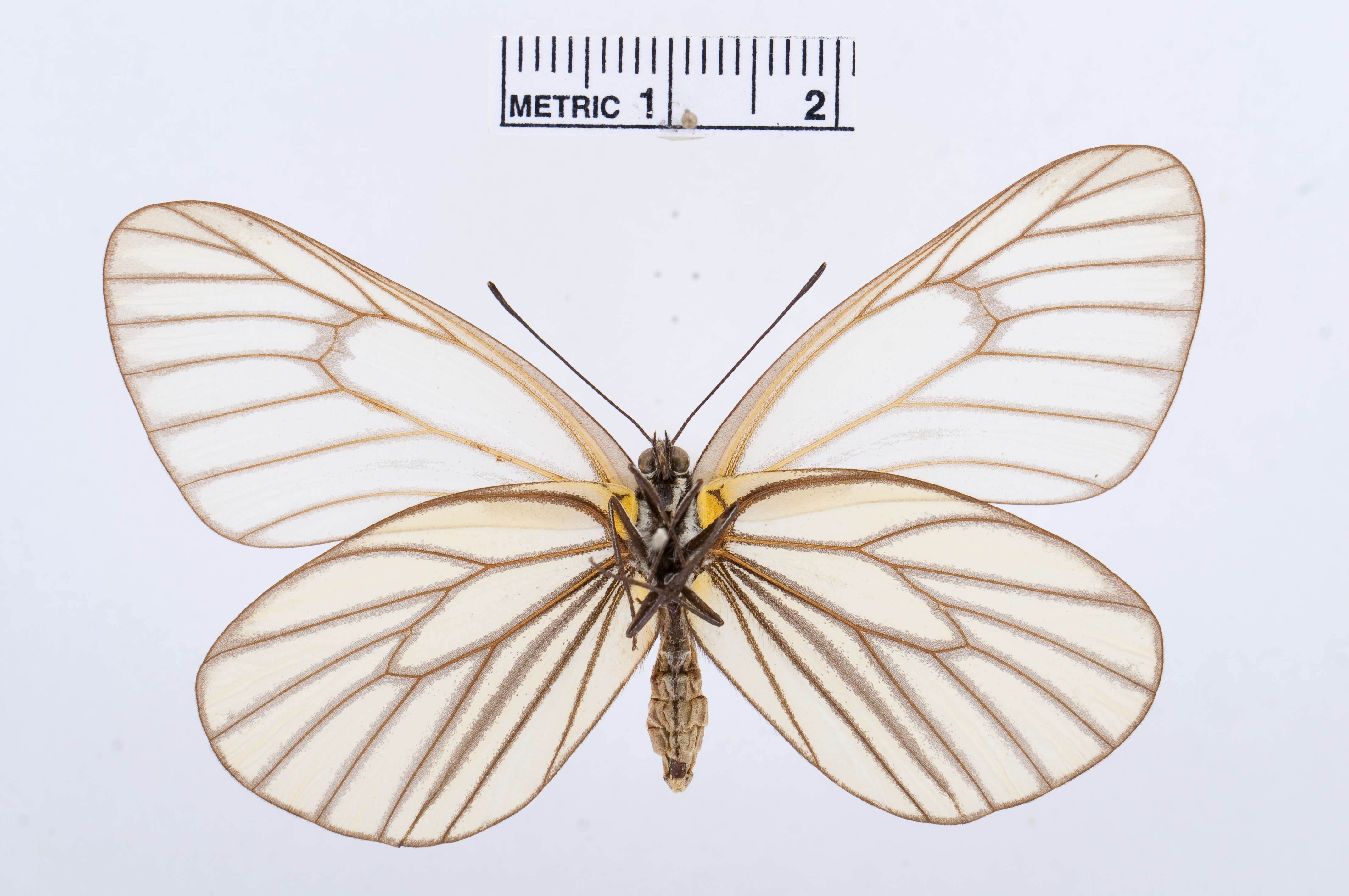 Image of Aporia hippia (Bremer 1861)