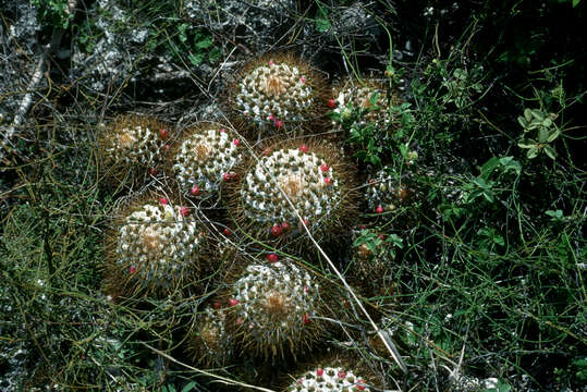 Image of Woolly Nipple Cactus