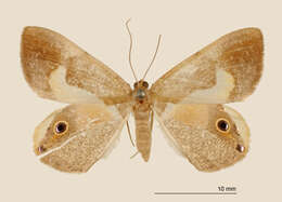 Imagem de <i>Ophthalmophora uncinata</i> Schaus