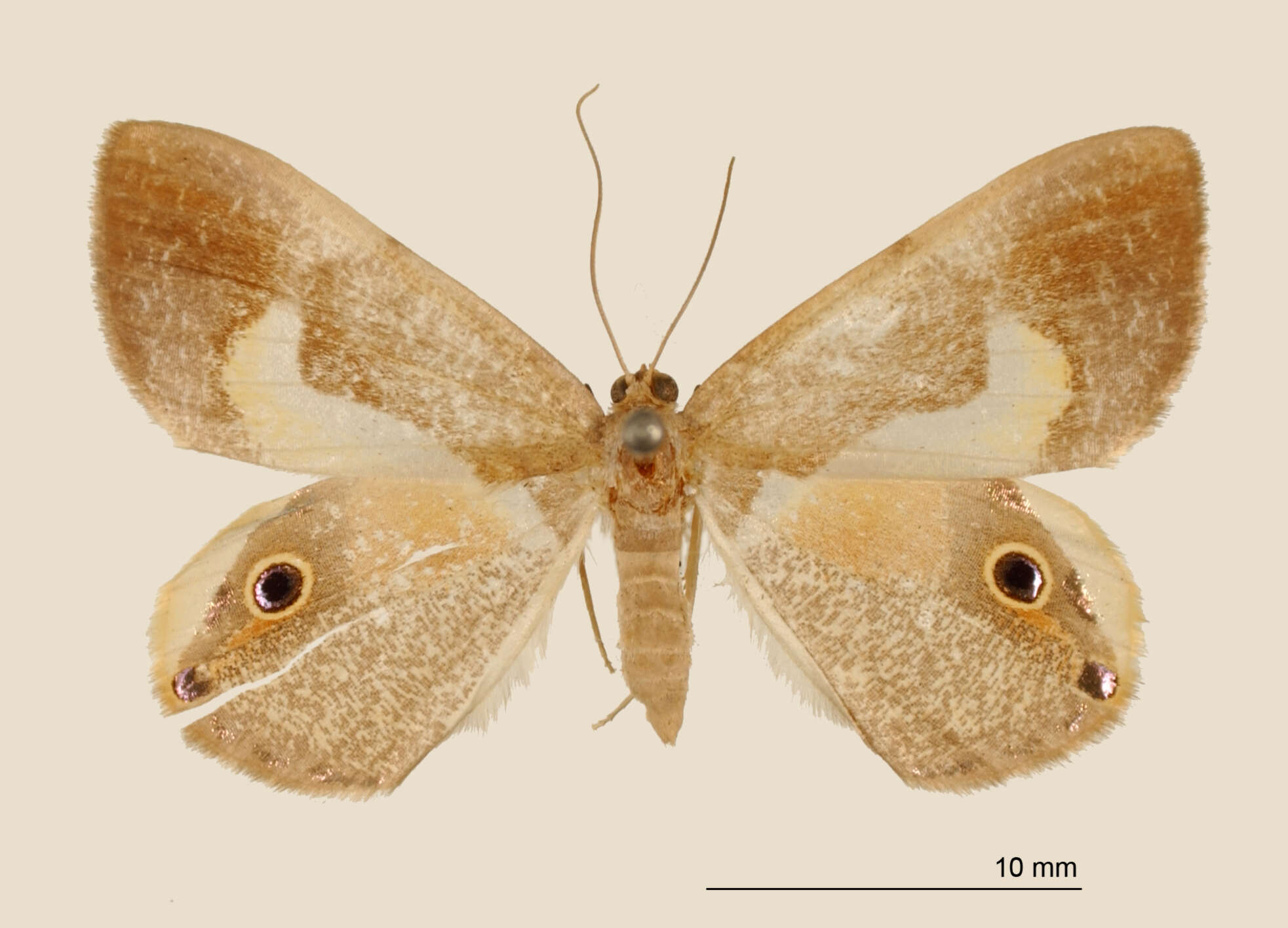 Imagem de <i>Ophthalmophora uncinata</i> Schaus