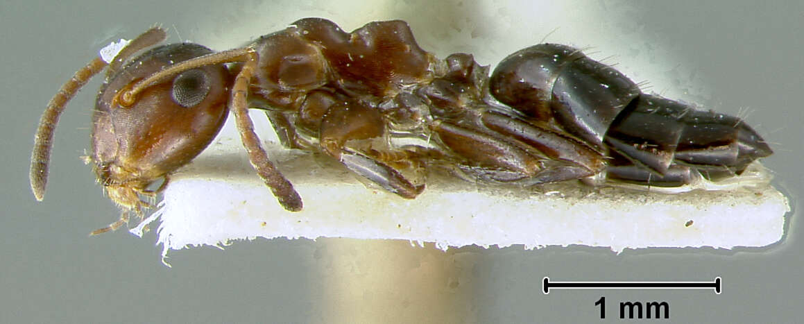 Image of Camponotus culmicola Wheeler 1905